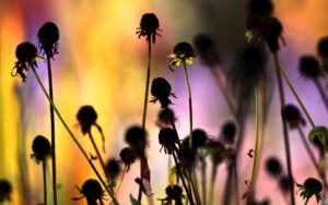 Pc Flickr