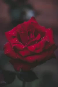 Pc-pexels