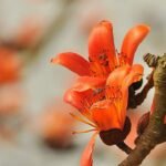 ধূলিয়ৰী ফাগুনৰ অভিমানী সুৰ – কুণ্ডিল হাজৰিকা