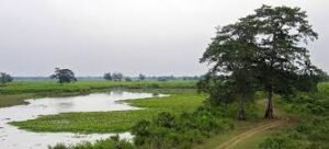 p.c. kaziranga national park