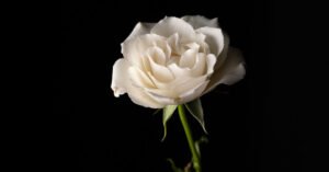 PC - The Garden Magazine