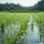 প্ৰতিশ্ৰুতি – জয়ন্ত বৰপূজাৰী