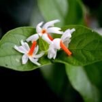 শাৰদীয় স্তৱক – প্ৰভাত বণিয়া