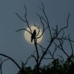 সাম্প্ৰতিক – মিতালি বৰঠাকুৰ