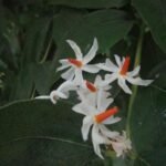 শৰৎৰ শেৱালী  – আয়শা ছিদ্দিকা