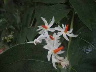 Pc- অসমীয়া ৱিকিপিডিয়া