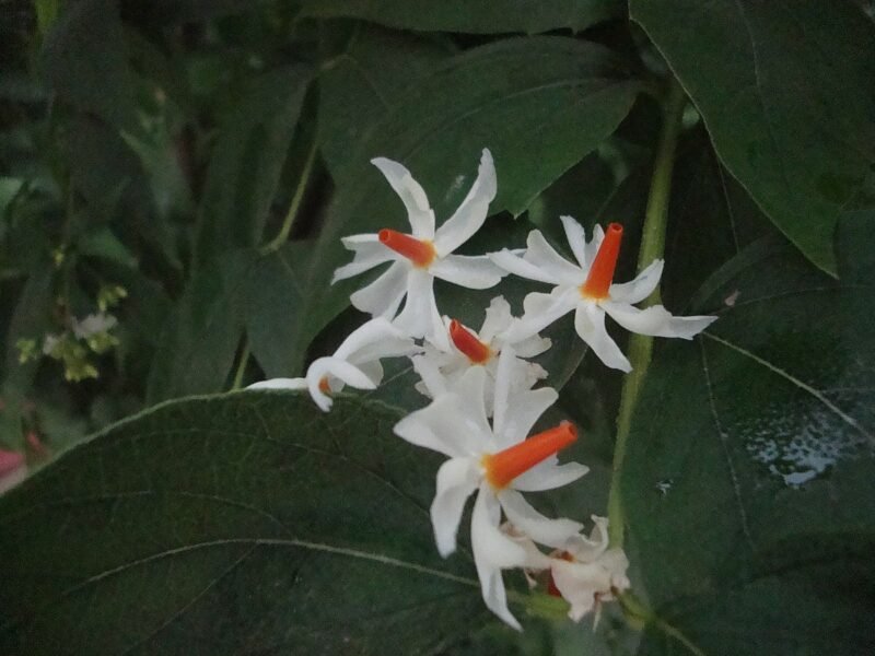 Pc- অসমীয়া ৱিকিপিডিয়া