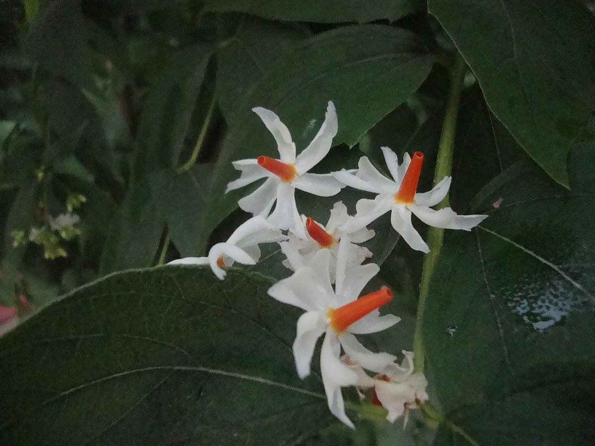 Pc- অসমীয়া ৱিকিপিডিয়া