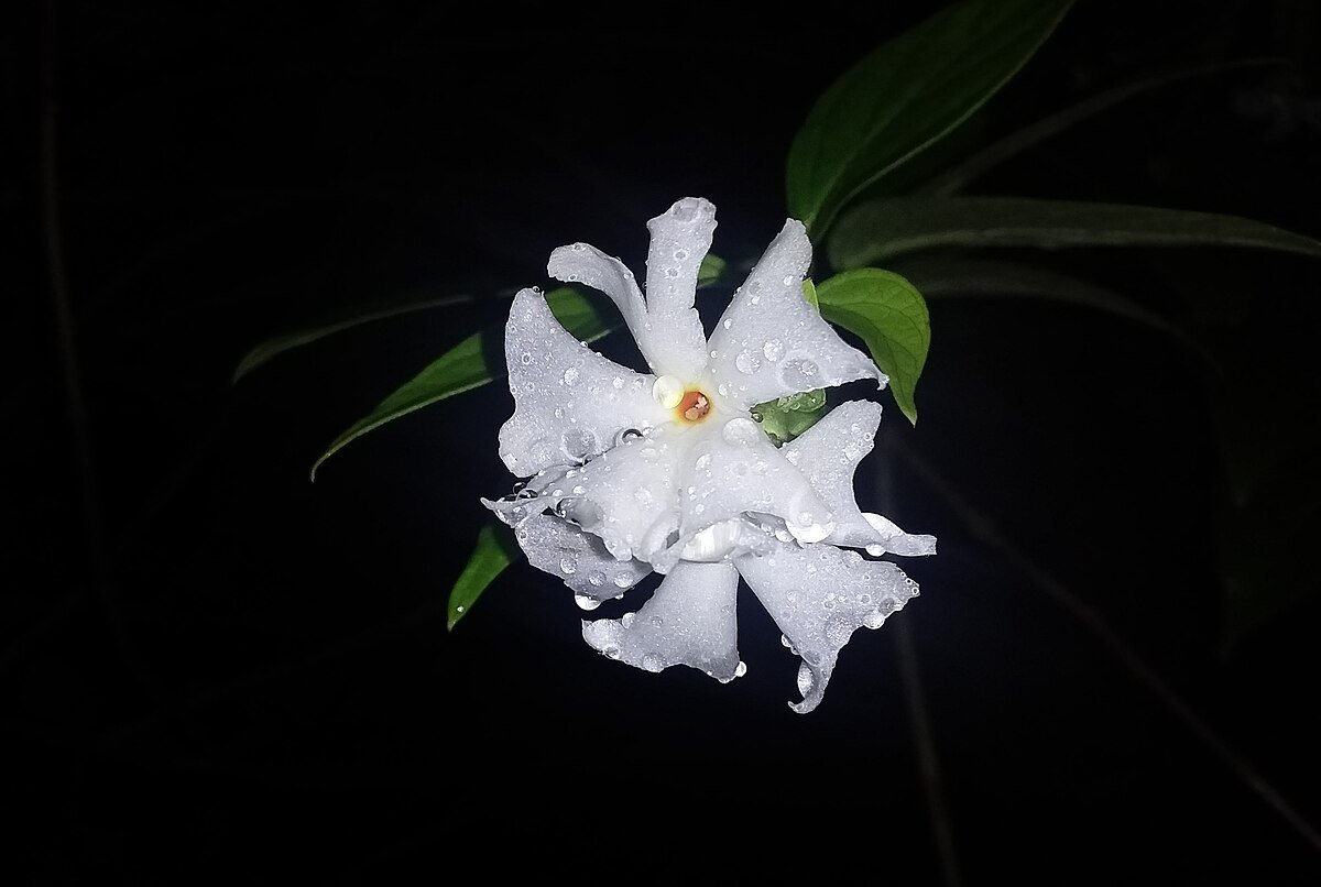 Pc অসমীয়া ৱিকিপিডিয়া