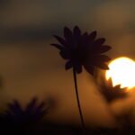 লিমাৰিক – ইভা গন্ধীয়া ফুকন 