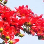 ফাগুন – ৰিমী হাজৰিকা