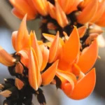 পলাশ ফুলৰ উকমুকনি – ছেলিমা বেগম