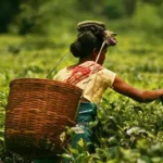 চাহ-শ্ৰমিকৰ দুৰ্দশা আৰু মুখ্যমন্ত্ৰীৰ ‘এটি কলি, দুটি পাত’ আঁচনি – দ্বীপেন বৰুৱা