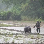 আশাৰ বৰষুণজাক – বিজুলতা পায়েং
