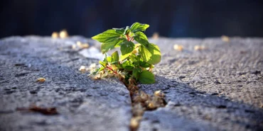 Pc Survival of the fittestNational Association of Corporate Directors NACD