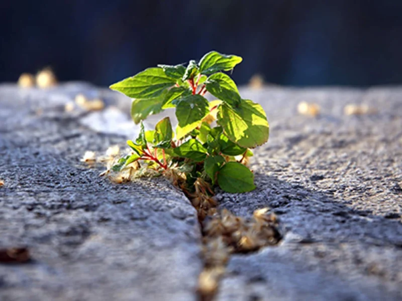 Pc Survival of the fittestNational Association of Corporate Directors NACD