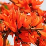 ফাগুনৰ আগমন – ৰাখী মণি কলিতা