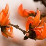 ফাগুন: ৰঙৰ ঋতু আৰু প্ৰকৃতিৰ হাঁহি – কানুপ্ৰিয়া ডেকা