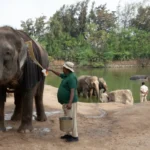 ৱানতাৰা (Vantara) – নুৰ ইছলাম ক্বাদৰী