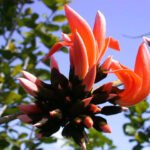 ফাগুন মাহ – পংকজ দাস