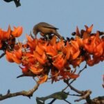 লিমাৰিক – ৰুক্মিণী দাস