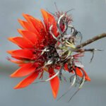 ফাগুন – Jyotishna Borpuzari