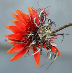 Pc অসমীয়া ৱিকিপিডিয়া -Wikipedia