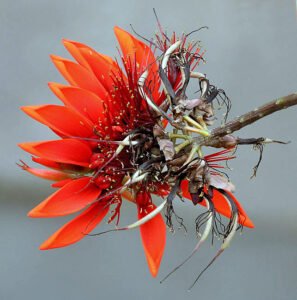 Pc অসমীয়া ৱিকিপিডিয়া -Wikipedia