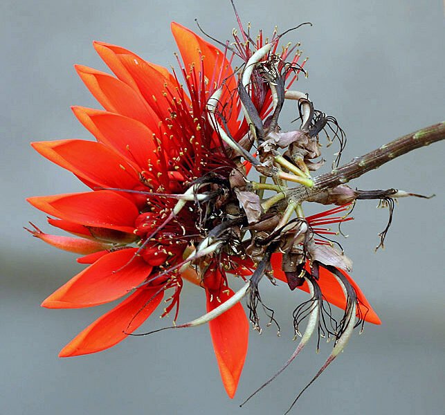 Pc অসমীয়া ৱিকিপিডিয়া -Wikipedia