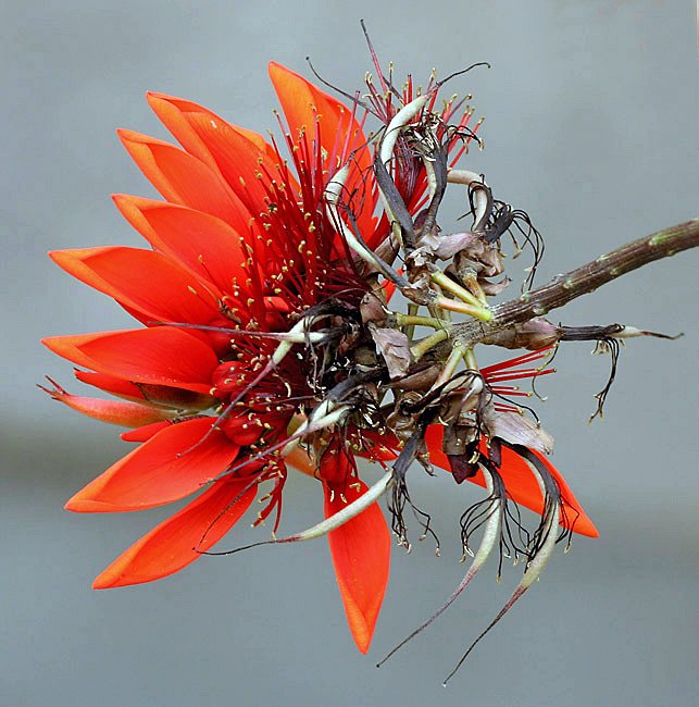 Pc অসমীয়া ৱিকিপিডিয়া -Wikipedia