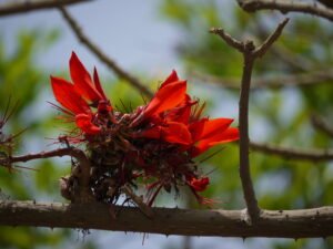 Pc অসমীয়া ৱিকিপিডিয়া- Wikipedia