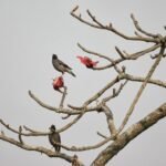 ফাগুন  – আয়শা ছিদ্দিকা