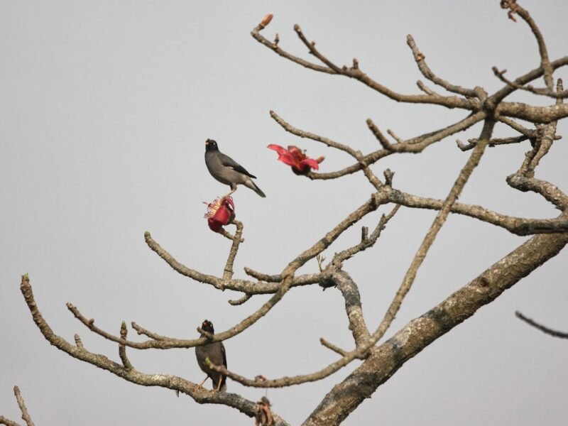 Pc প্রতিবিম্ব