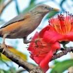 গাঁৱৰ ফাগুন বনাম চহৰৰ ফাগুন –  জীৱনজ্যোতি গগৈ