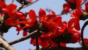 Pc শিক্ষক বাতায়ন