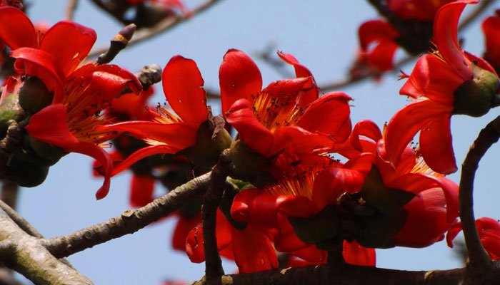 Pc শিক্ষক বাতায়ন