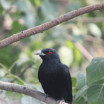 ফাগুন আহিল – নাছিৰ আহমেদ