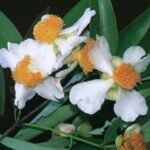 তোমাৰ নাম – মেৰী বৰদলৈ