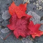 “ৰঙা বিষ এটা” – মীনাক্ষী বৰুৱা