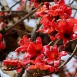 ফাগুন : কল্পনা বনাম বাস্তৱ – আয়শা ছিদ্দিকা