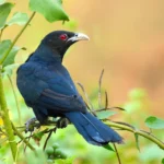 ব’হাগীৰ আগমন  – লক্ষীমাই হাজৰিকা 