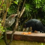 বসন্তৰ বাৰ্তাবাহক সুৰীয়া কুলি চৰাই –  মিতালি বৰঠাকুৰ