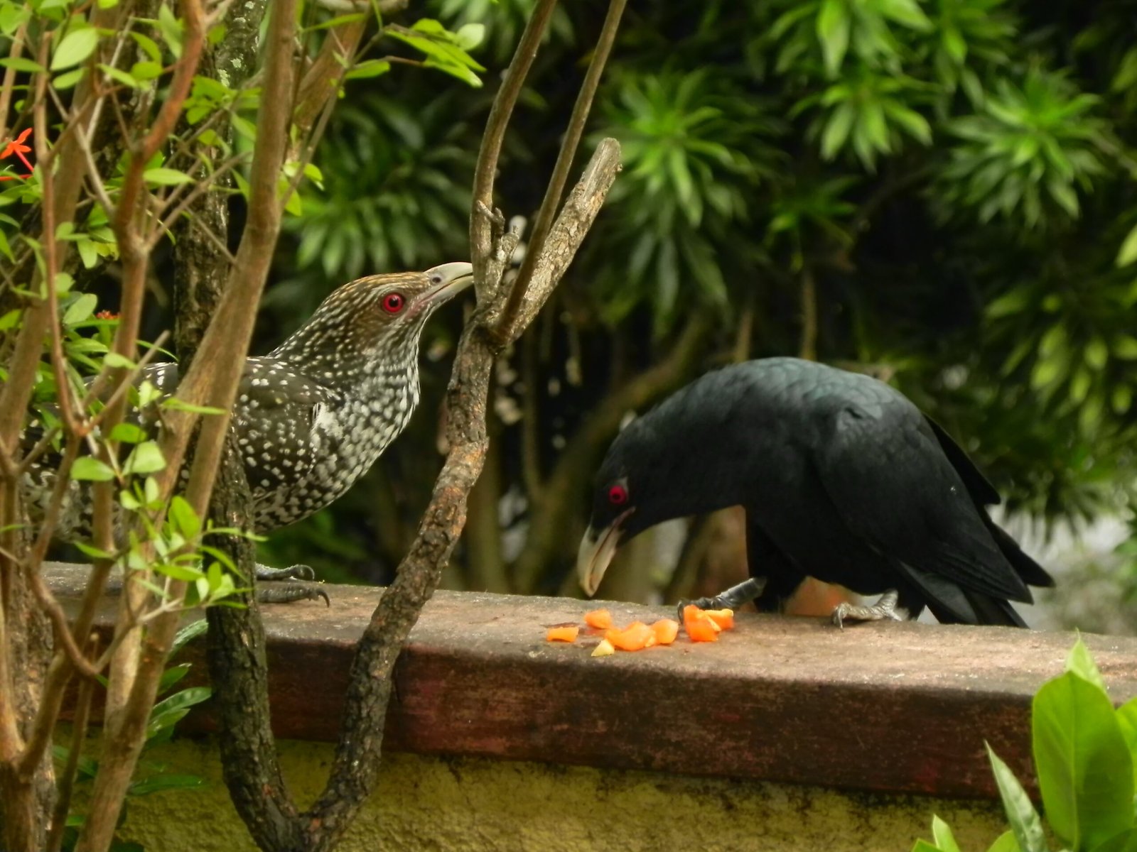 Pc India Biodiversity Portal