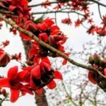 ফাগুণ – মিতালি বৰঠাকুৰ