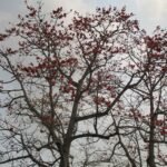 ফাগুন মানে প্ৰেম – পপী বৰা 