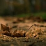 সৰাপাতৰ ঠিকনা বিচাৰি –  ৰুক্মিণী দাস,শ্ৰীহাটী