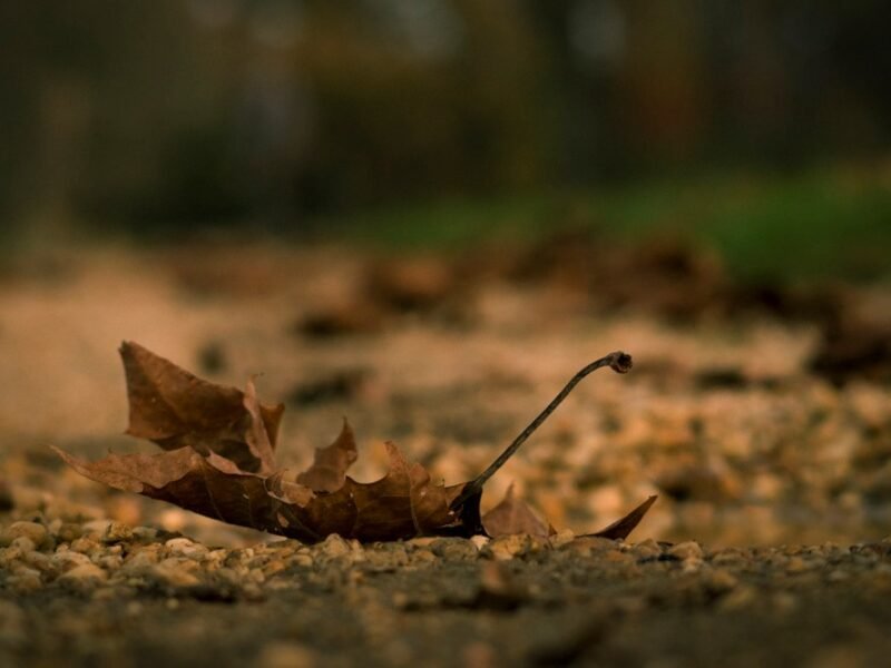 Pc National Park Service