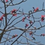 জীৱনৰ নতুন পৃষ্ঠা – ৰাখী মণি কলিতা