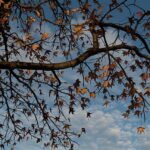 কেলৈনো আহ  – জুনুকা পাঠক