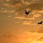 যান্ত্ৰিক নে বজাৰ? – নিৰঞ্জন ঠেঙাল‌ 